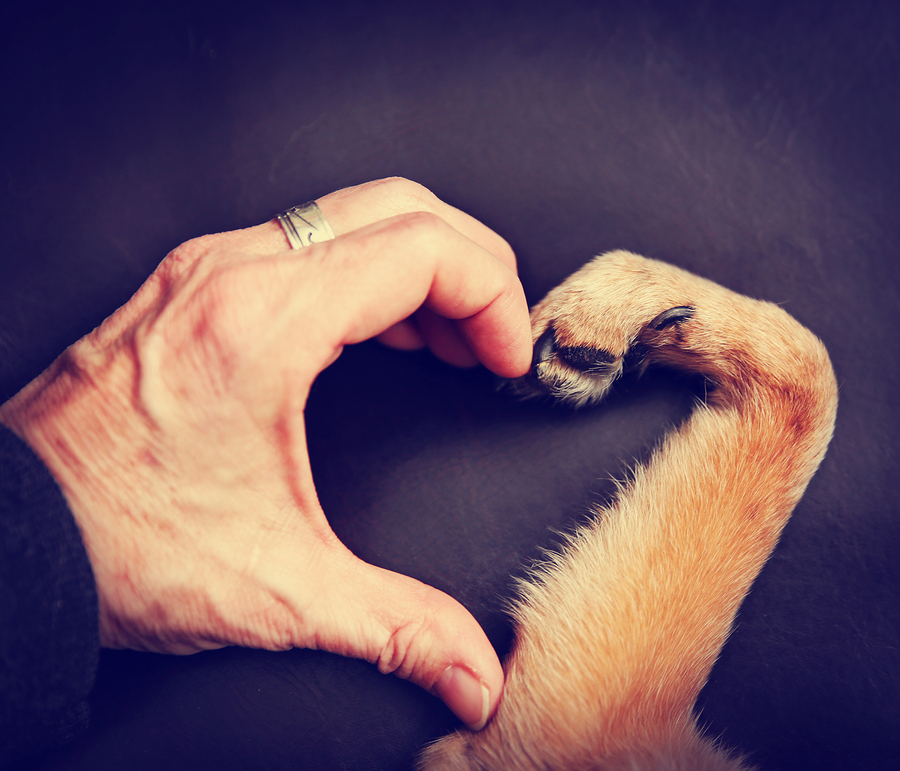 a person and a dog making a heart shape with the hand and paw toned with a retro vintage instagram filter effect app or action