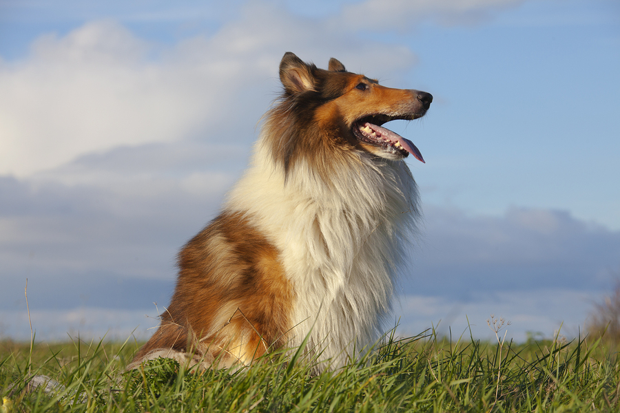 Rough Collie or Scottish Collie over nature background