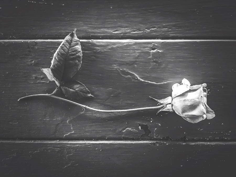 rose with leaves on the wood table in black and white